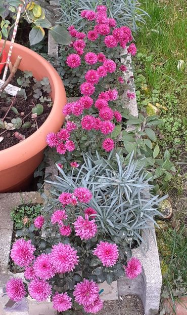  - Crizanteme și tufănele