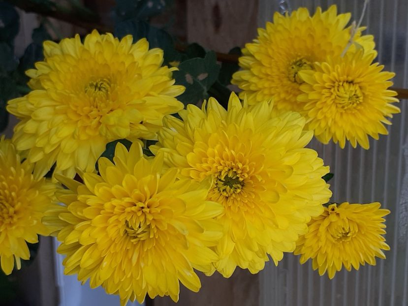  - Crizanteme și tufănele