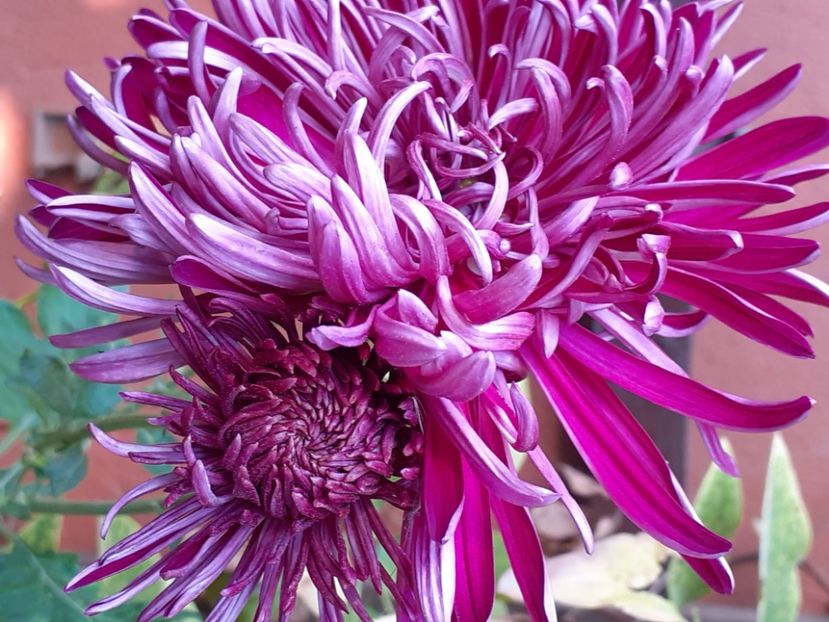  - Crizanteme și tufănele