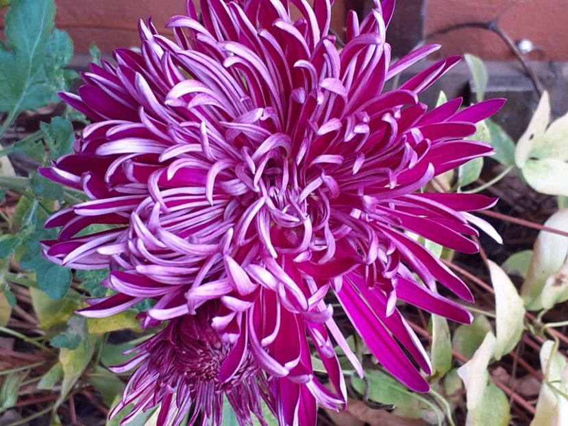  - Crizanteme și tufănele