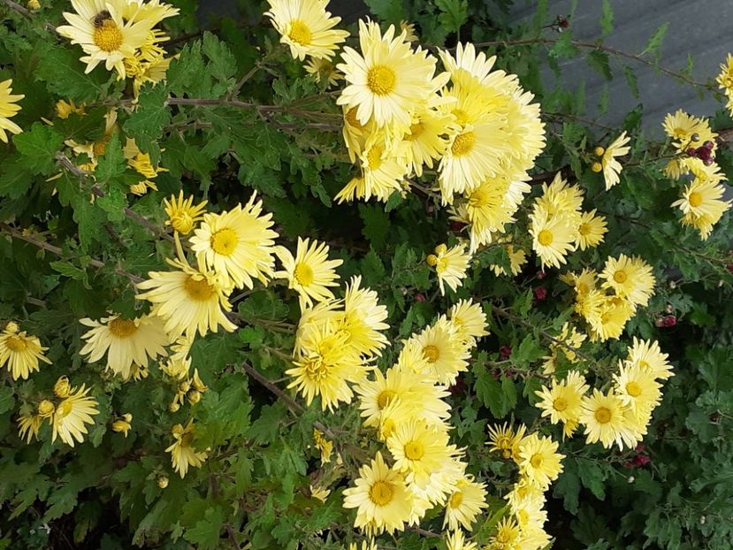  - Crizanteme și tufănele