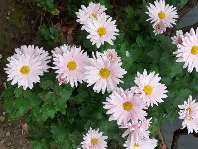  - Crizanteme și tufănele