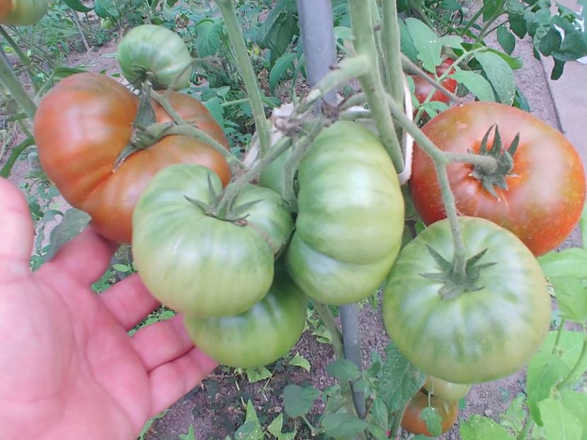 VINTAGE VINE (3) - VINTAGE WINE