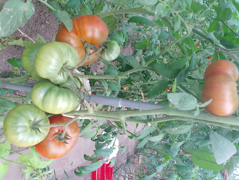 VINTAGE VINE (5) - VINTAGE WINE