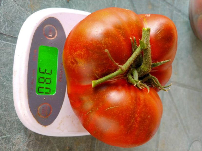 VINTAGE VINE (11) - VINTAGE WINE