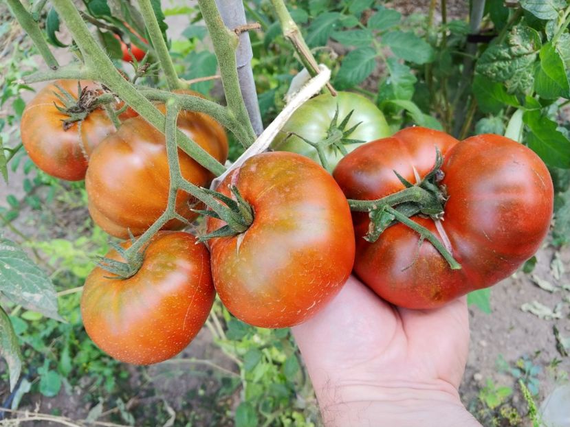 VINTAGE VINE (14) - VINTAGE WINE