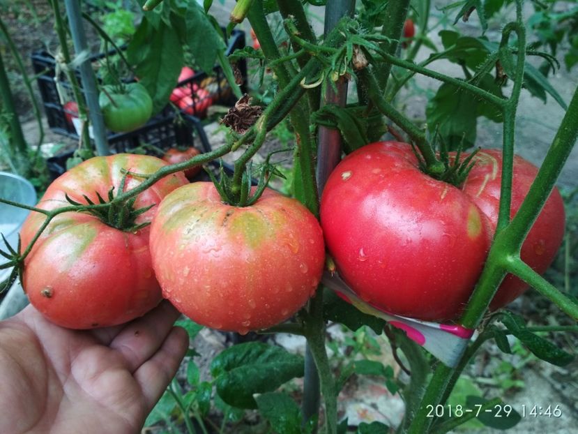 GIANT TREE (45) - GIANT TREE