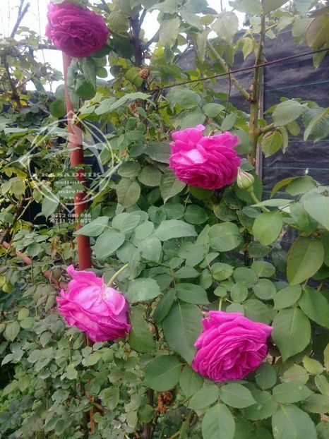 trandafir de dulceata reschild catarator cu infloriri in etape  - TRANDAFIR DULCEATA URCATOR