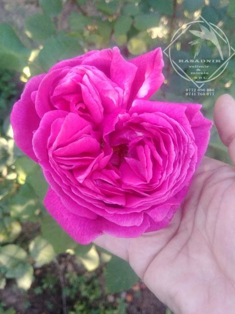 trandafir dulceata catarator cu inflorire in etape2 - TRANDAFIR DULCEATA URCATOR
