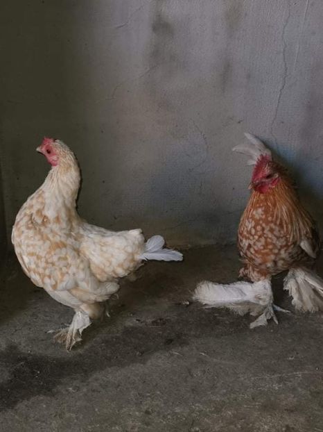 received_256148419669501 - Lili 2020