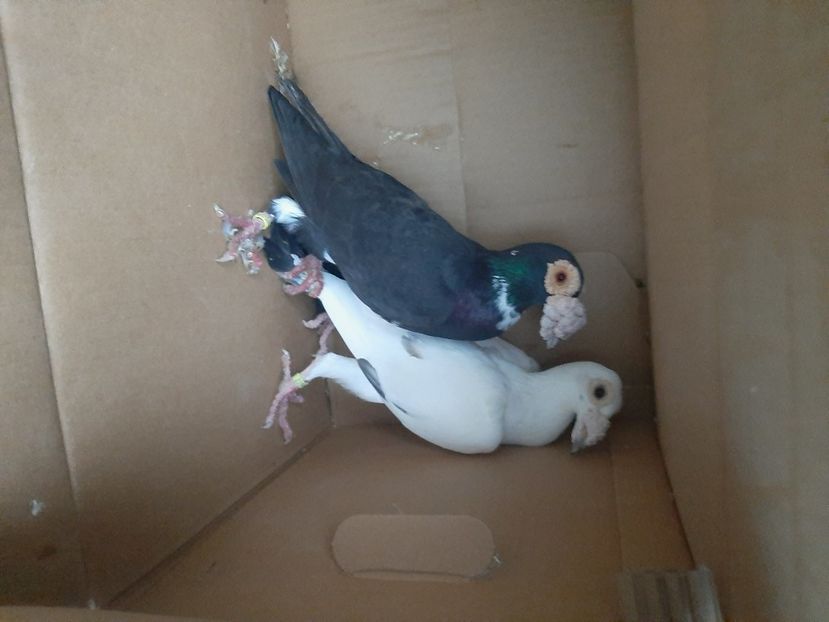  - porumbei de vanzare