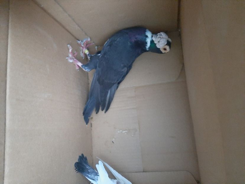  - porumbei de vanzare