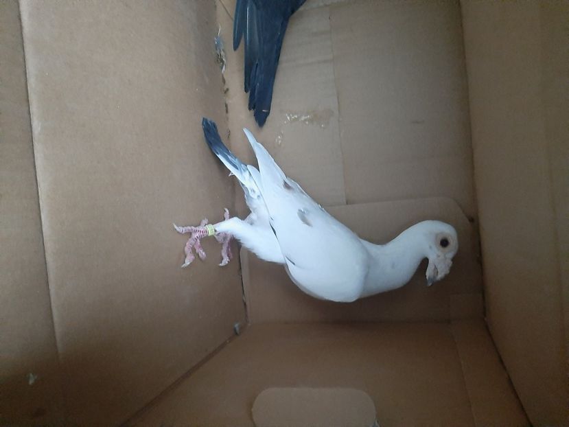  - porumbei de vanzare