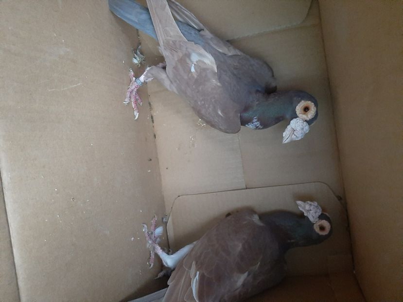  - porumbei de vanzare