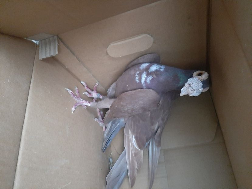  - porumbei de vanzare