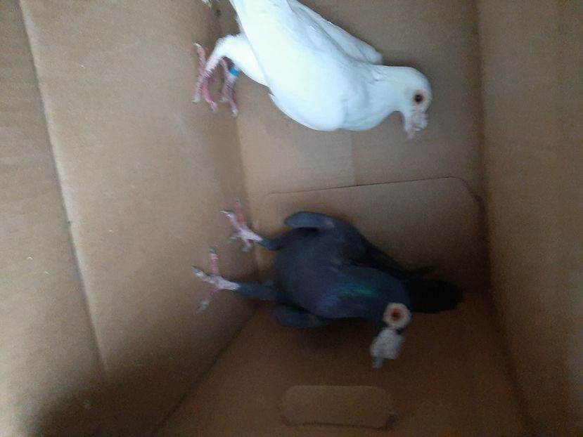  - porumbei de vanzare