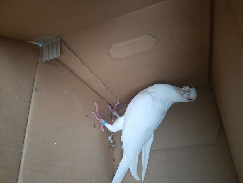  - porumbei de vanzare