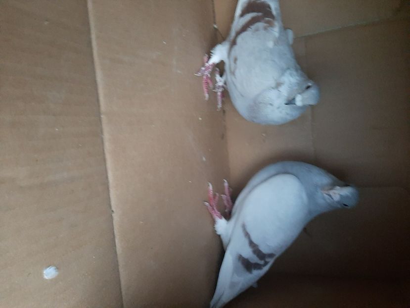  - porumbei de vanzare