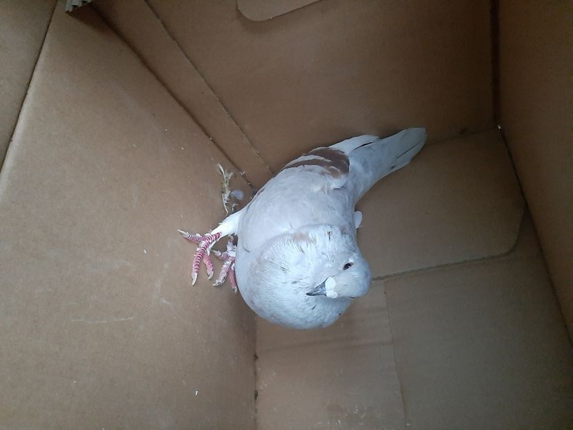  - porumbei de vanzare