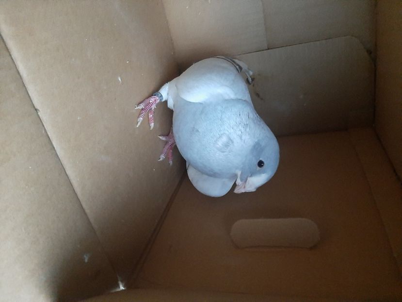  - porumbei de vanzare