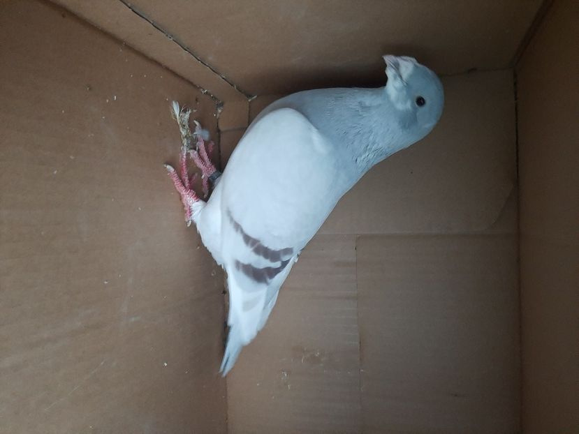  - porumbei de vanzare