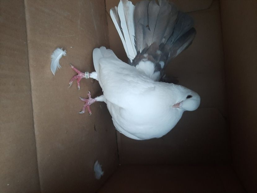  - porumbei de vanzare