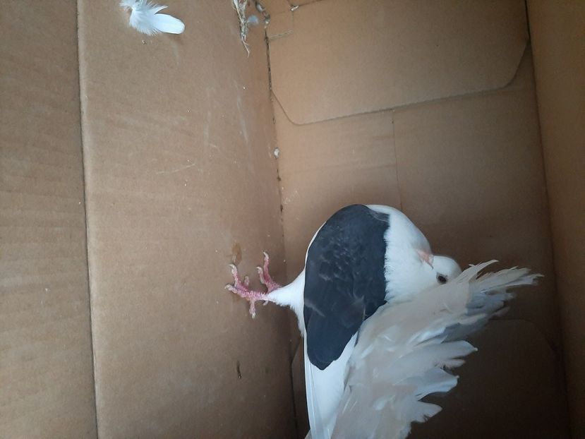  - porumbei de vanzare