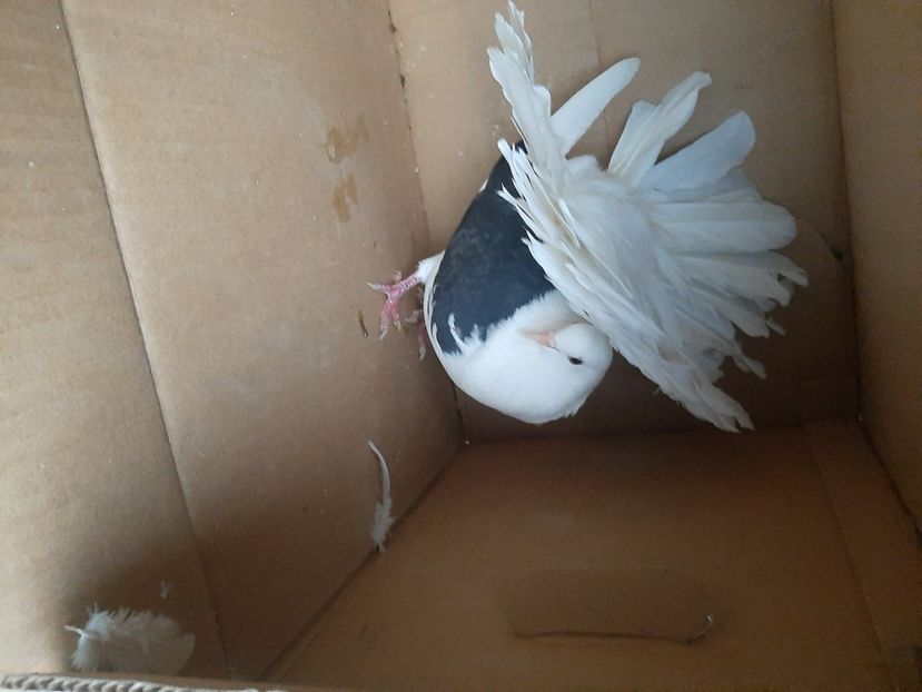  - porumbei de vanzare