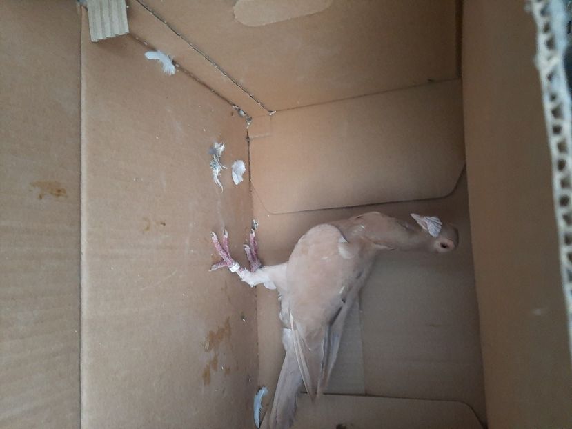  - porumbei de vanzare