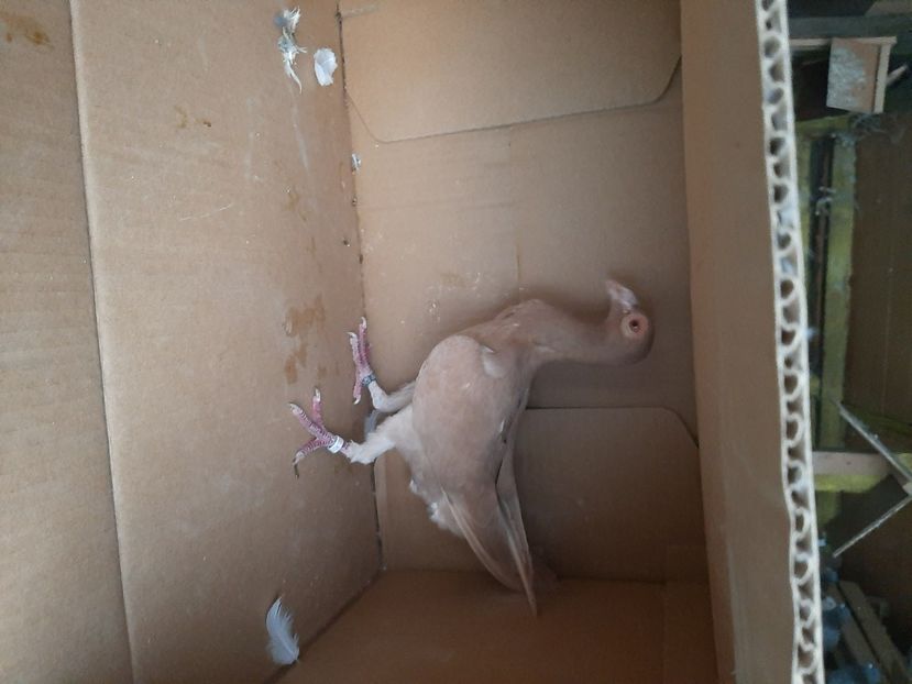  - porumbei de vanzare