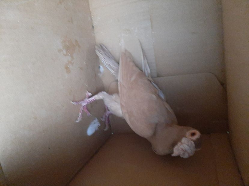  - porumbei de vanzare