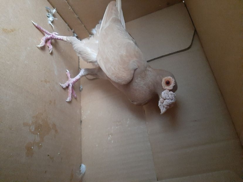  - porumbei de vanzare