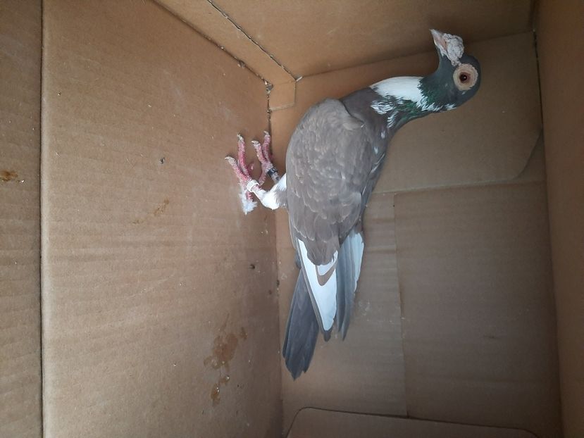  - porumbei de vanzare