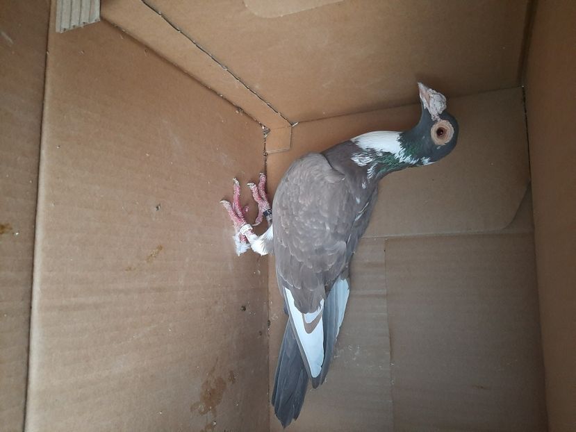  - porumbei de vanzare