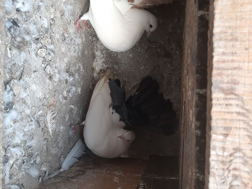  - porumbei de vanzare