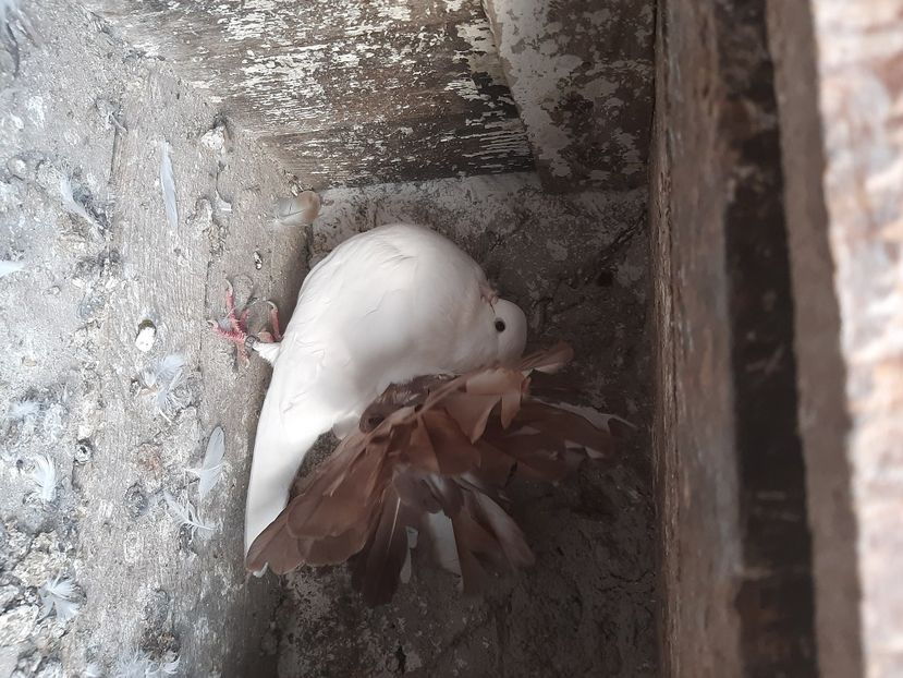  - porumbei de vanzare