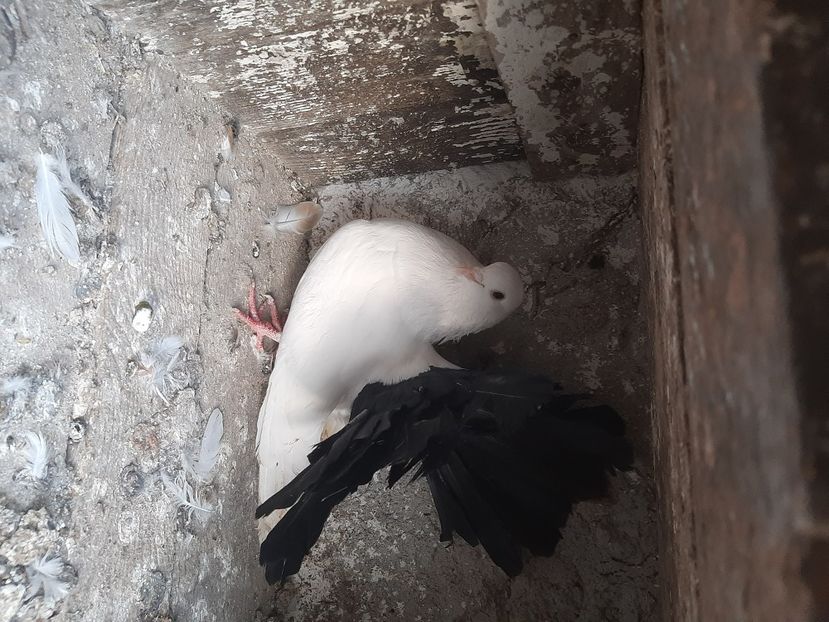  - porumbei de vanzare