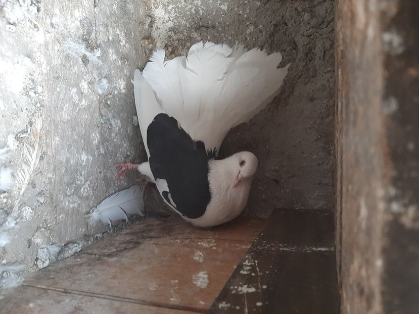  - porumbei de vanzare