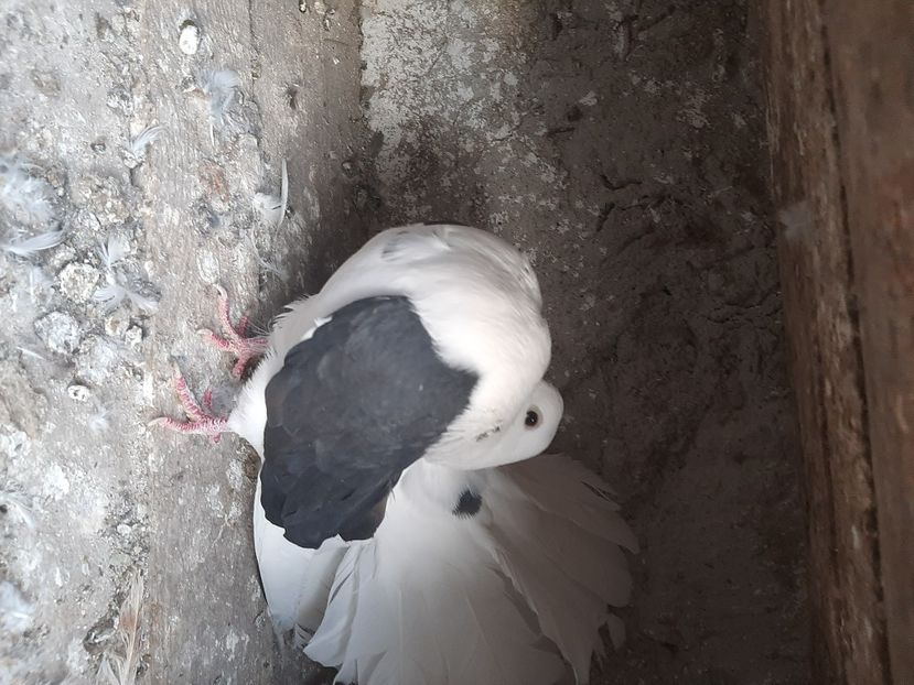  - porumbei de vanzare