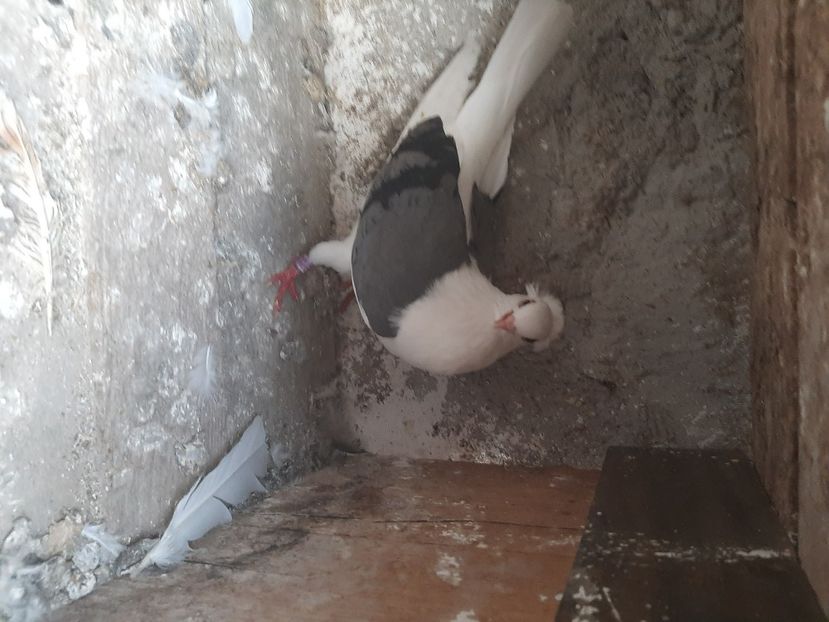  - porumbei de vanzare