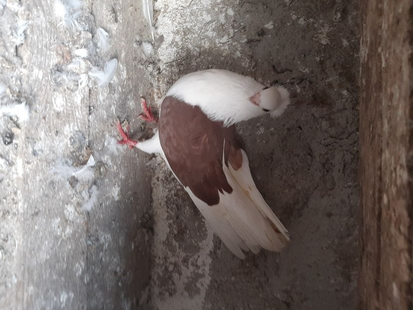  - porumbei de vanzare