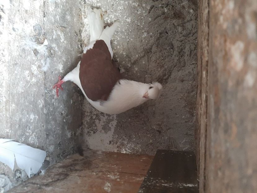  - porumbei de vanzare