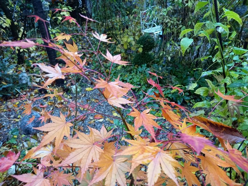  - Grădina 2021 continuare 3