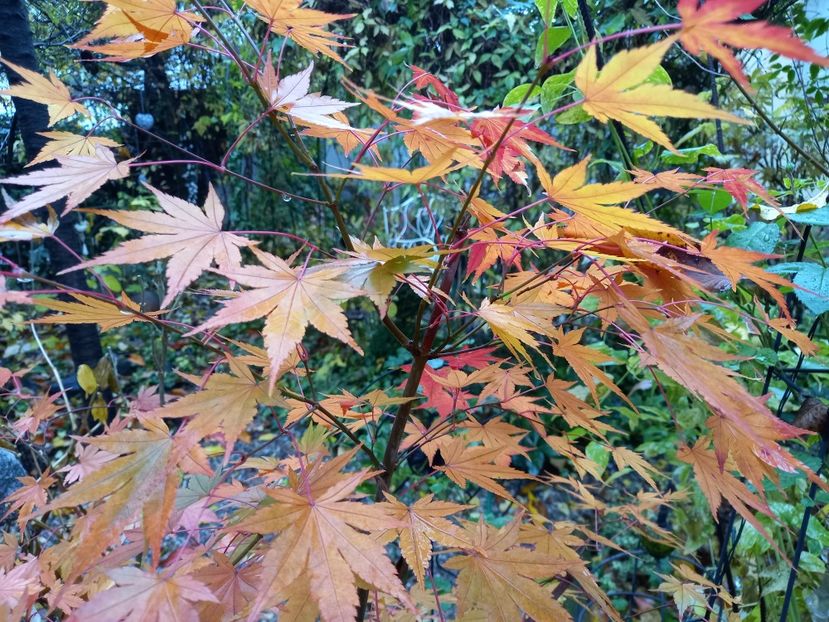  - Grădina 2021 continuare 3