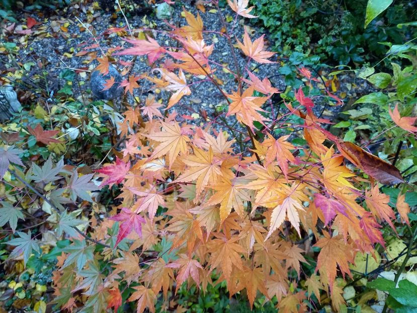  - Grădina 2021 continuare 3