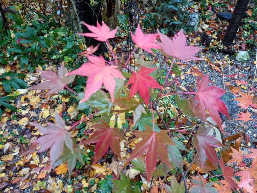  - Grădina 2021 continuare 3