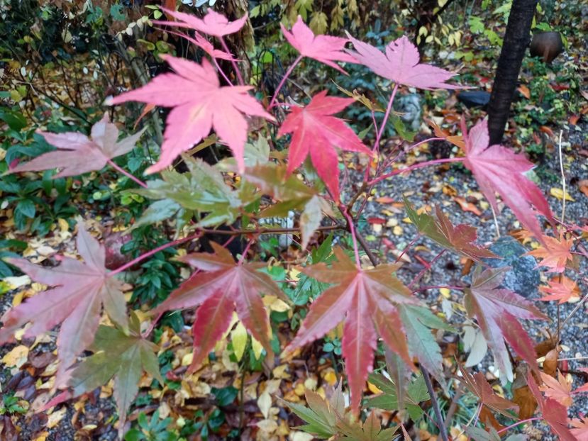  - Grădina 2021 continuare 3