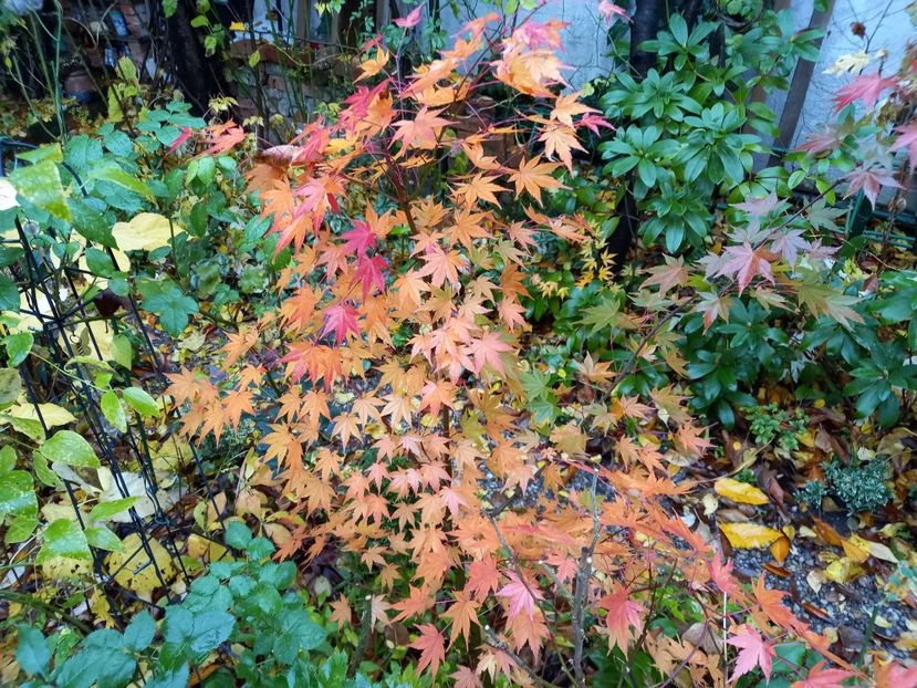  - Grădina 2021 continuare 3