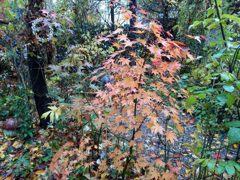  - Grădina 2021 continuare 3