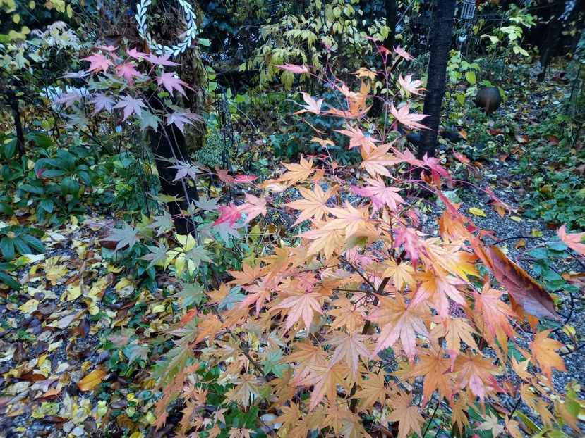  - Grădina 2021 continuare 3